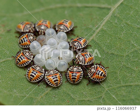 孵化したキマダラカメムシの幼虫 孵化したキマダラカメムシの幼虫 116066937