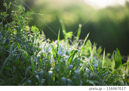 シラー・カンパニュラータの花 116067017
