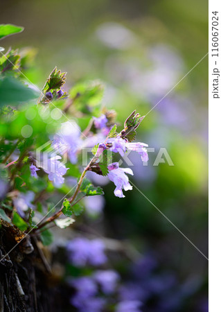 紫色の花 紫色の花 116067024