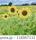 夏のプロローグ、ひまわりの煌めき 116067132