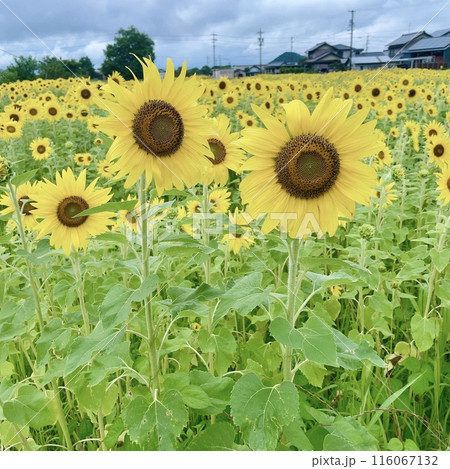 夏のプロローグ、ひまわりの煌めき 116067132