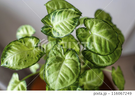 小さなインテリアグリーン 116067249