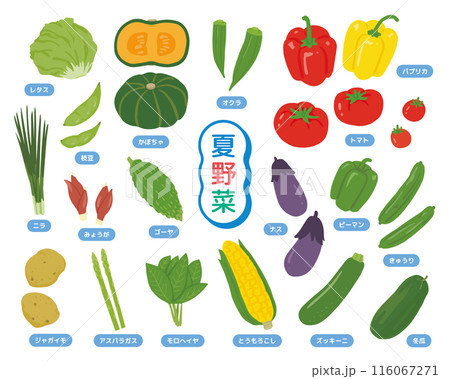 シンプルな野菜のイラストセット 116067271