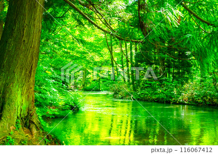 初夏の奥入瀬渓流 116067412