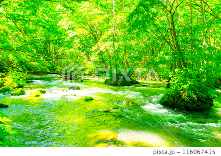 初夏の奥入瀬渓流 116067415
