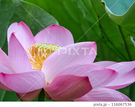 元気な蓮の花 元気な蓮の花 116067536