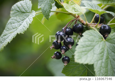 Fresh black currants on a branch with green leaves in a garden Fresh black currants on a branch with green leaves in a garden 116067546