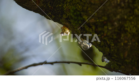 Close-up of tree sap oozing from mossy branch in natural forest setting Close-up of tree sap oozing from mossy branch in natural forest setting 116067556