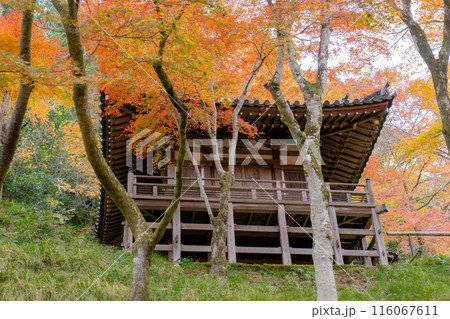 京都市右京区嵯峨の愛宕念仏寺(千二百羅漢の寺) 地蔵堂と紅葉 京都市右京区嵯峨の愛宕念仏寺(千二百羅漢の寺) 地蔵堂と紅葉 116067611