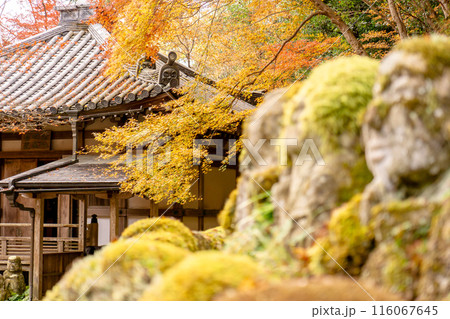 京都市右京区嵯峨の愛宕念仏寺（千二百羅漢の寺）　羅漢像と紅葉 116067645