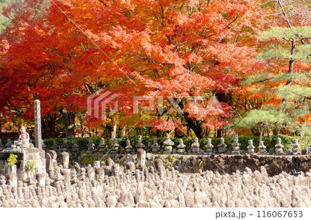京都市左京区嵯峨の化野念仏寺(あだし野念仏寺) 西院の河原と紅葉 京都市左京区嵯峨の化野念仏寺(あだし野念仏寺) 西院の河原と紅葉 116067653