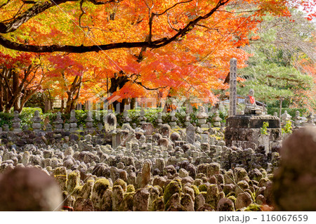 京都市左京区嵯峨の化野念仏寺（あだし野念仏寺）　西院の河原と紅葉 116067659