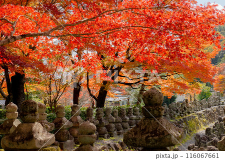 京都市左京区嵯峨の化野念仏寺（あだし野念仏寺）　西院の河原と紅葉 116067661
