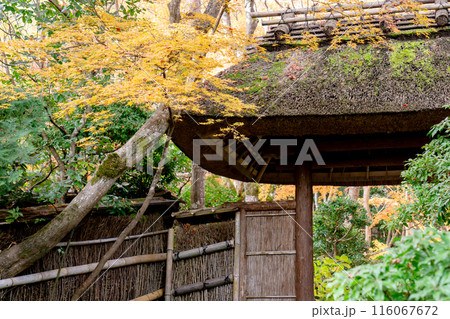 京都市右京区嵯峨の祇王寺（尼寺　往生院）祇王の庵　山門の紅葉 116067672
