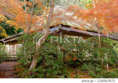 京都市右京区嵯峨の祇王寺（尼寺　往生院）祇王の庵　草庵の紅葉 116067673