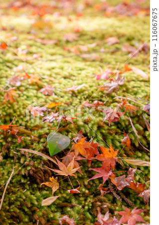 京都市右京区嵯峨の祇王寺(尼寺 往生院)祇王の庵 青もみじ(苔と紅葉の絨毯) 京都市右京区嵯峨の祇王寺(尼寺 往生院)祇王の庵 青もみじ(苔と紅葉の絨毯) 116067675