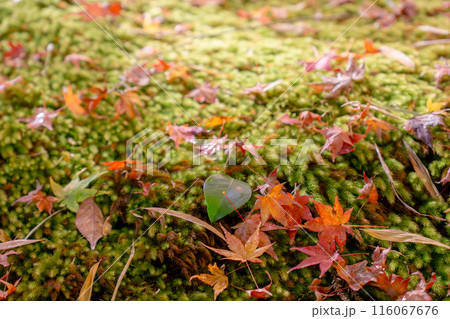 京都市右京区嵯峨の祇王寺(尼寺 往生院)祇王の庵 青もみじ(苔と紅葉の絨毯) 京都市右京区嵯峨の祇王寺(尼寺 往生院)祇王の庵 青もみじ(苔と紅葉の絨毯) 116067676