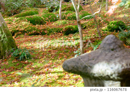 京都市右京区嵯峨の祇王寺（尼寺　往生院）祇王の庵　青もみじ（苔と紅葉の絨毯） 116067678