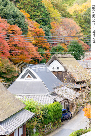 京都市右京区の愛宕街道 嵯峨鳥居本仙翁町 紅葉(愛宕街道を俯瞰) 京都市右京区の愛宕街道 嵯峨鳥居本仙翁町 紅葉(愛宕街道を俯瞰) 116067693