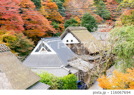 京都市右京区の愛宕街道 嵯峨鳥居本仙翁町 紅葉(愛宕街道を俯瞰) 京都市右京区の愛宕街道 嵯峨鳥居本仙翁町 紅葉(愛宕街道を俯瞰) 116067694