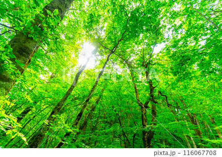 新緑の奥入瀬渓流 新緑の奥入瀬渓流 116067708