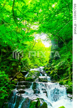 奥入瀬渓流　雲井の滝 116067709