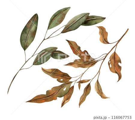 Autumn leaves at various stages of decay. The watercolor botanical collection is drawn by hand in the autumn style. For seasonal designs, in postcards, posters, wallpaper and educational materials Autumn leaves at various stages of decay. The watercolor botanical collection is drawn by hand in the autumn style. For seasonal designs, in postcards, posters, wallpaper and educational materials 116067753