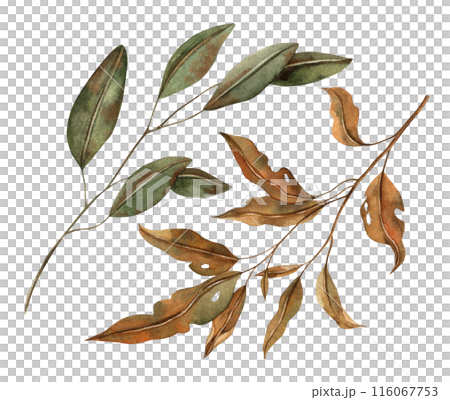 Autumn leaves at various stages of decay. The watercolor botanical collection is drawn by hand in the autumn style. For seasonal designs, in postcards, posters, wallpaper and educational materials Autumn leaves at various stages of decay. The watercolor botanical collection is drawn by hand in the autumn style. For seasonal designs, in postcards, posters, wallpaper and educational materials 116067753