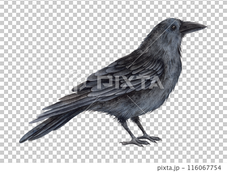 Black realistic raven. Watercolor illustration handed manually on an isolated background in an animalist style. For design and jewelry for Halloween, alchemy, mysticism, witchcraft, esotericism Black realistic raven. Watercolor illustration handed manually on an isolated background in an animalist style. For design and jewelry for Halloween, alchemy, mysticism, witchcraft, esotericism 116067754