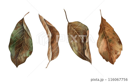 Autumn leaves at various stages of decay. The watercolor botanical collection is drawn by hand in the autumn style. For seasonal designs, in postcards, posters, wallpaper and educational materials 116067756