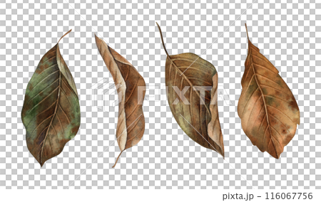 Autumn leaves at various stages of decay. The watercolor botanical collection is drawn by hand in the autumn style. For seasonal designs, in postcards, posters, wallpaper and educational materials 116067756