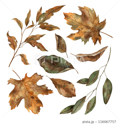 Autumn leaves at various stages of decay. The watercolor botanical collection is drawn by hand in the autumn style. For seasonal designs, in postcards, posters, wallpaper and educational materials Autumn leaves at various stages of decay. The watercolor botanical collection is drawn by hand in the autumn style. For seasonal designs, in postcards, posters, wallpaper and educational materials 116067757
