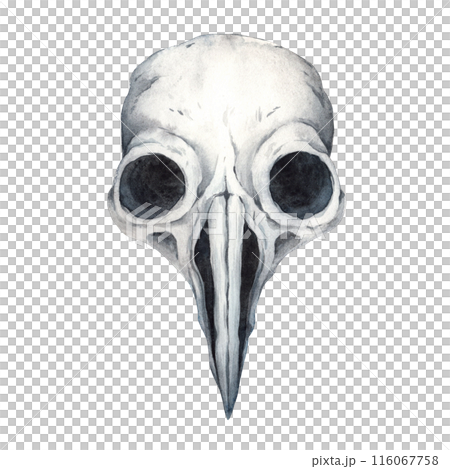 Realistic watercolor anotomic skull of poultry. Watercolor illustration painted in the Gothic style. Suitable for design and jewelry for Halloween, alchemy, mysticism, witchcraft, esotericism 116067758