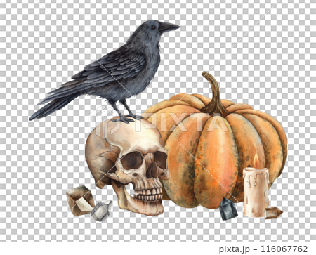 Pumpkin in shades of orange, realistic human skull, black raven, wax candle and crystals. Watercolor illustration in gothic style. Suitable for Halloween and autumn theme designs, cards, posters 116067762