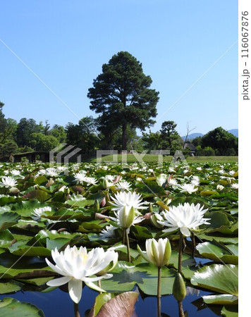 岡山県津山市にある回遊式日本庭園「衆楽園」:スイレン満開の頃 岡山県津山市にある回遊式日本庭園「衆楽園」:スイレン満開の頃 116067876