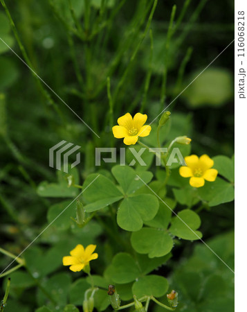 雨上がりの黄色いカタバミの花とつぼみ(黄色花片喰のクローズアップ) 雨上がりの黄色いカタバミの花とつぼみ(黄色花片喰のクローズアップ) 116068218