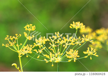満開の茴香(ウイキョウ)の花 満開の茴香(ウイキョウ)の花 116068428