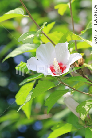 中心が赤い白い木槿(ムクゲ)の花 中心が赤い白い木槿(ムクゲ)の花 116068636