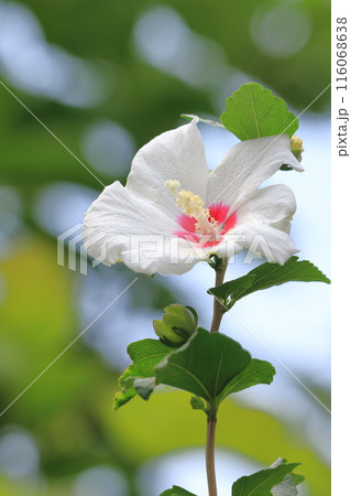 中心が赤い白い木槿(ムクゲ)の花 中心が赤い白い木槿(ムクゲ)の花 116068638