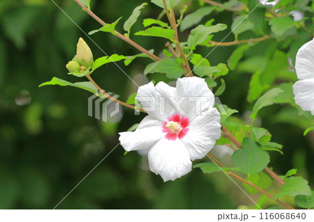 中心が赤い白い木槿(ムクゲ)の花 中心が赤い白い木槿(ムクゲ)の花 116068640