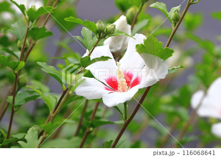 中心が赤い白い木槿(ムクゲ)の花 中心が赤い白い木槿(ムクゲ)の花 116068641