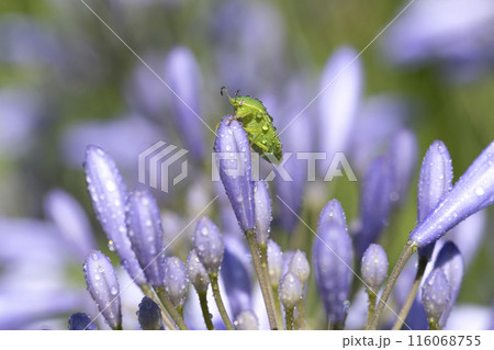 ツヤアオカメムシ ツヤアオカメムシ 116068755