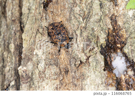アカマダラハナムグリ 116068765