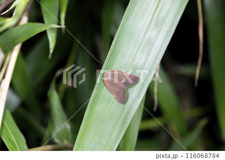 アミガサハゴロモ 116068784