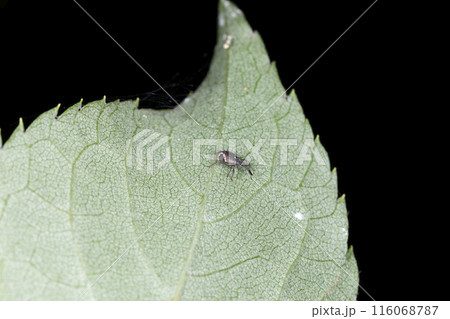 イチゴハナゾウムシ 116068787