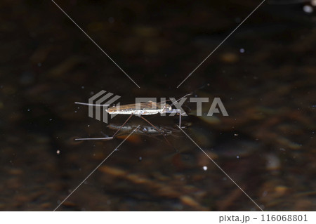 コセアカアメンボ 116068801