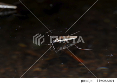 コセアカアメンボ 116068804