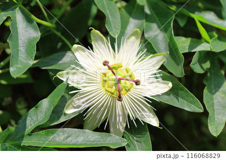 時計草(とけいそう)の花 時計草(とけいそう)の花 116068829