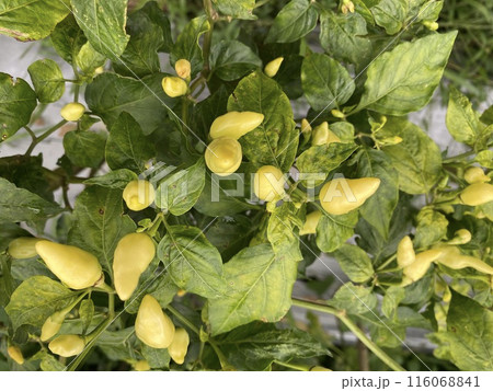 yellow chili plants in the garden 116068841