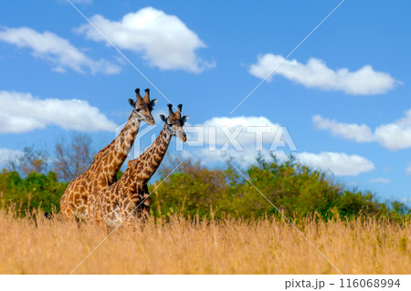 Two giraffe in National park of Kenya, Africa Two giraffe in National park of Kenya, Africa 116068994